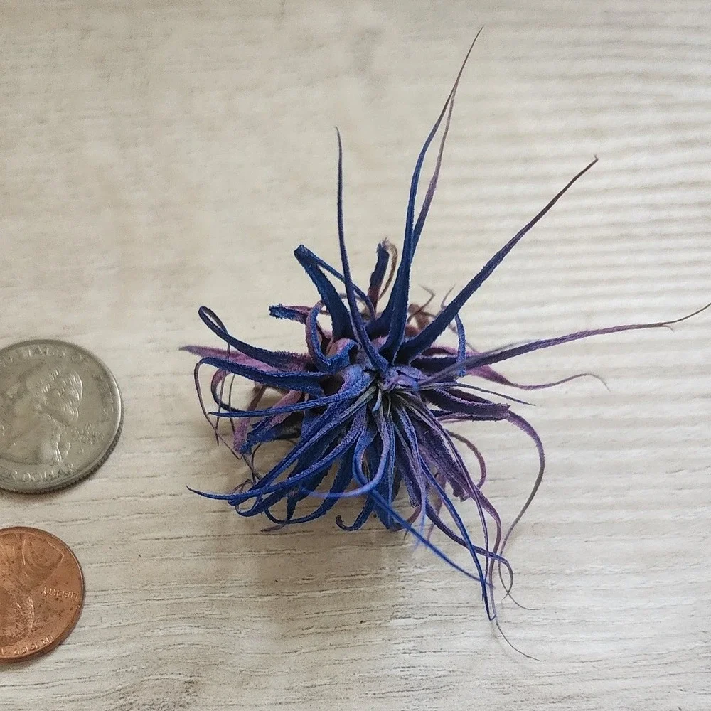 Purple Blue‎ Color Treated Dried Airplant Small Tillandsia Botanical Decor